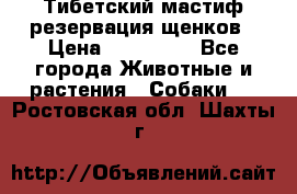 Тибетский мастиф резервация щенков › Цена ­ 100 000 - Все города Животные и растения » Собаки   . Ростовская обл.,Шахты г.
